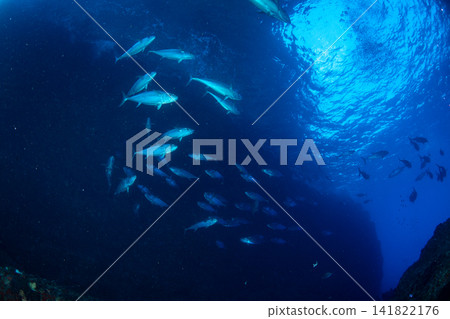 一群犬齒鮪魚，小笠原群島，東京。 141822176