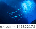 A school of dogtooth tuna, Ogasawara Islands, Tokyo. 141822178