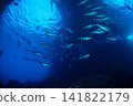 A school of dogtooth tuna, Ogasawara Islands, Tokyo. 141822179