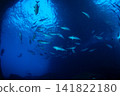 A school of dogtooth tuna, Ogasawara Islands, Tokyo. 141822180