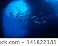 A school of dogtooth tuna, Ogasawara Islands, Tokyo. 141822181