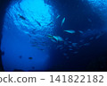A school of dogtooth tuna, Ogasawara Islands, Tokyo. 141822182