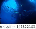 A school of dogtooth tuna, Ogasawara Islands, Tokyo. 141822183