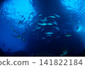 A school of dogtooth tuna, Ogasawara Islands, Tokyo. 141822184
