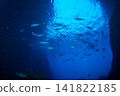 A school of dogtooth tuna, Ogasawara Islands, Tokyo. 141822185