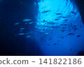 A school of dogtooth tuna, Ogasawara Islands, Tokyo. 141822186