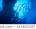 A school of dogtooth tuna, Ogasawara Islands, Tokyo. 141822187
