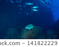 Koukuhanara, Ogasawara Islands, Tokyo 141822229