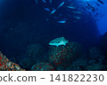 Koukuhanara, Ogasawara Islands, Tokyo 141822230