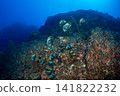 A herd of butterflyfish, Ogasawara Islands, Tokyo 141822232