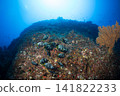 A herd of butterflyfish, Ogasawara Islands, Tokyo 141822233