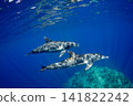Bottlenose dolphins, Ogasawara, Tokyo 141822242