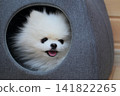 Pomeranian dog relaxing on bed indoors 141822265
