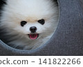 Pomeranian dog relaxing on bed indoors 141822266