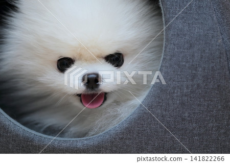 Pomeranian dog relaxing on bed indoors Pomeranian dog relaxing on bed indoors 141822266