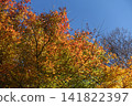 Autumn leaves shining in the blue sky 141822397