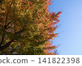 Autumn leaves shining in the autumn sky 141822398