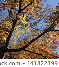 Autumn leaves shining in the blue sky 141822399