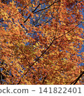 Autumn sky and autumn leaves 141822401