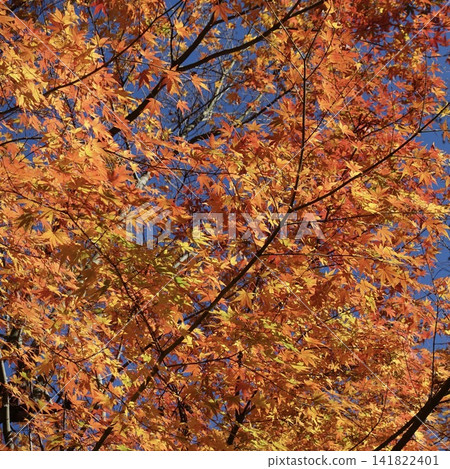 Autumn sky and autumn leaves Autumn sky and autumn leaves 141822401