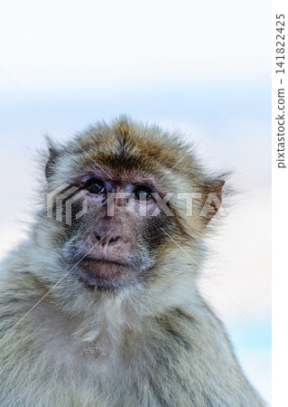 Barbary macaque (Macaca sylvanus), also known as the tailless macaque. Barbary macaque (Macaca sylvanus), also known as the tailless macaque. 141822425