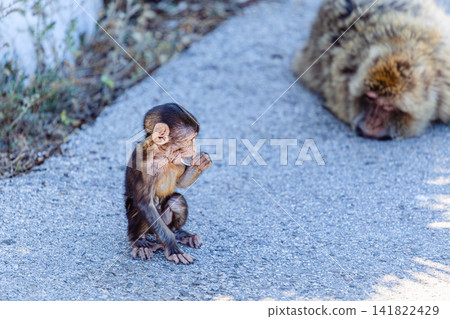 A curious young monkey plays next to its mother monkey in the wild during the daytime A curious young monkey plays next to its mother monkey in the wild during the daytime 141822429