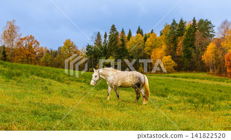 Gray horse grazing peacefully in an autumn field Gray horse grazing peacefully in an autumn field 141822520