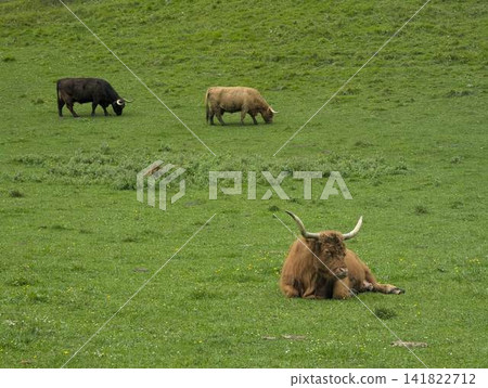Fluffy Highland cows grazing on green alpine meadow at entrance of Logar valley Slovenia Fluffy Highland cows grazing on green alpine meadow at entrance of Logar valley Slovenia 141822712