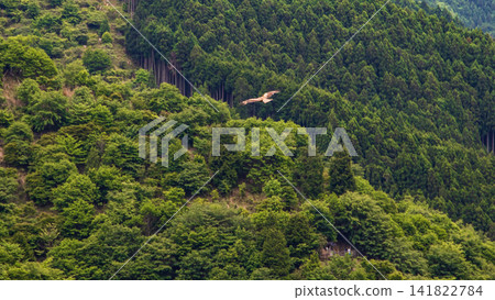 日本風景：猛禽優雅地翱翔在鬱鬱蔥蔥的青山之上。 141822784