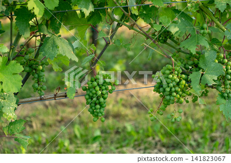 Multiple green unripe grape clusters hanging on vines along wire trellis in vineyard 141823067