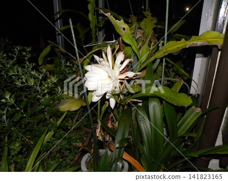 A large white moonbeauty flower that can only be enjoyed for one night. A large white moonbeauty flower that can only be enjoyed for one night. 141823165