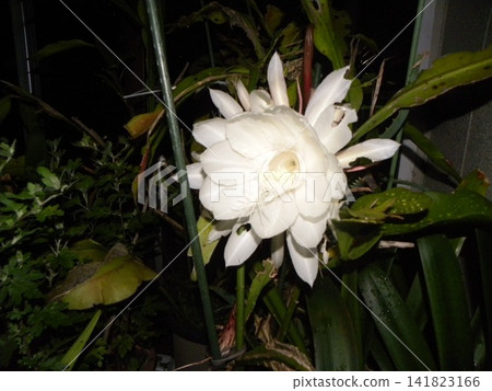 A large white moonbeauty flower that can only be enjoyed for one night. A large white moonbeauty flower that can only be enjoyed for one night. 141823166