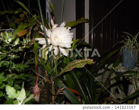 A large white moonbeauty flower that can only be enjoyed for one night. A large white moonbeauty flower that can only be enjoyed for one night. 141823167