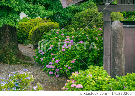 [Hosenji Temple] Hydrangeas in the temple grounds [Uchida, Matsumoto City] 141823203