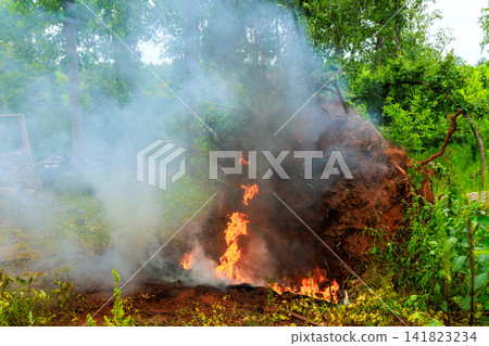 Fire burns at base of fallen tree in woods while smoke rises into air. Fire burns at base of fallen tree in woods while smoke rises into air. 141823234