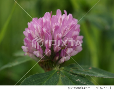 The pink flowers of the purple clover have begun to bloom in the spring fields. The pink flowers of the purple clover have begun to bloom in the spring fields. 141823401
