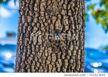 7日,日本橫濱持續高溫…路邊樹木附近出現了蟬鳴… 7日,日本橫濱持續高溫…路邊樹木附近出現了蟬鳴… 141823605