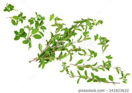 Oregano or marjoram leaves isolated on white background with full depth of field. Top view. Flat lay Oregano or marjoram leaves isolated on white background with full depth of field. Top view. Flat lay 141823622