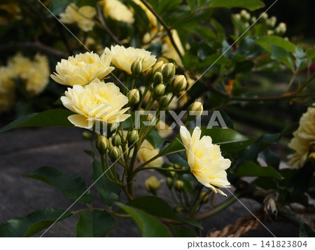古河原花園玫瑰園中盛開的黃色班克木玫瑰 古河原花園玫瑰園中盛開的黃色班克木玫瑰 141823804