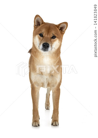 shiba inu in studio shiba inu in studio 141823849
