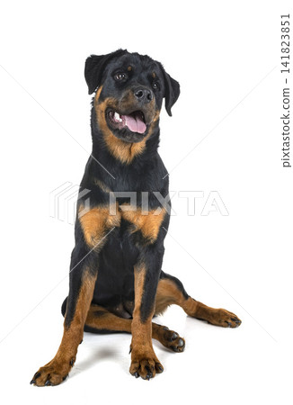 rottweiler in studio rottweiler in studio 141823851