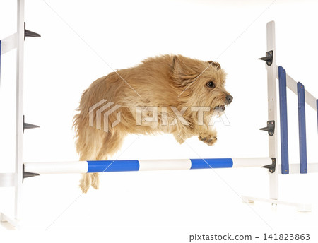 training of agility training of agility 141823863