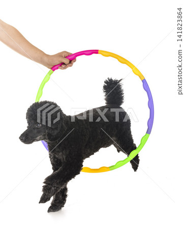 training of agility training of agility 141823864