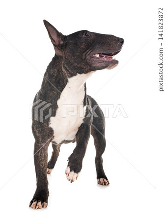 miniature bull terrier miniature bull terrier 141823872