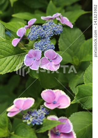 Hydrangeas at Isoyama Shrine (Kanuma City, Tochigi Prefecture) Hydrangeas at Isoyama Shrine (Kanuma City, Tochigi Prefecture) 141823902