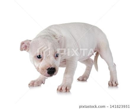 puppy staffordshire bull terrier puppy staffordshire bull terrier 141823931