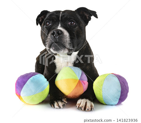 staffordshire bull terrier staffordshire bull terrier 141823936