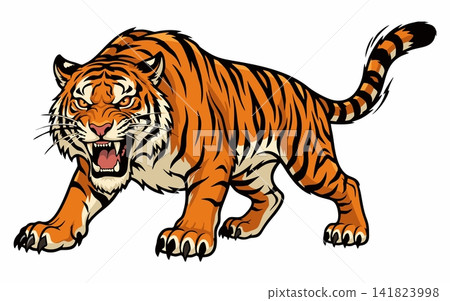 A vector illustration of a tiger stalking while roaring fiercely. A vector illustration of a tiger stalking while roaring fiercely. 141823998