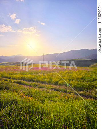 Meadow at dawn with wildflowers and mountain backdrop Meadow at dawn with wildflowers and mountain backdrop 141824024