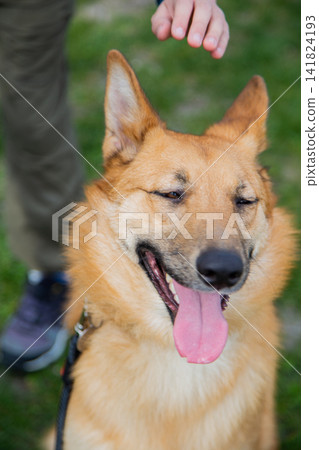 Close-up of a dog that opened its mouth and closed its eyes with pleasure and a hand that reaches out to pet it. The concept of pets, affection, pleasure, love. High quality photo Close-up of a dog that opened its mouth and closed its eyes with pleasure and a hand that reaches out to pet it. The concept of pets, affection, pleasure, love. High quality photo 141824193